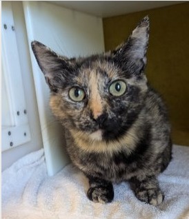 suki